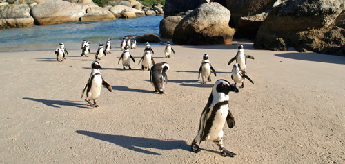 Penguins at Boulders Beach