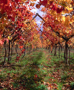 The Cape Winelands