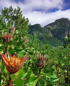 Kirstenbosch Botanical Gardens in Cape Town