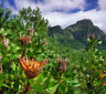 Kirstenbosch Botanical Gardens