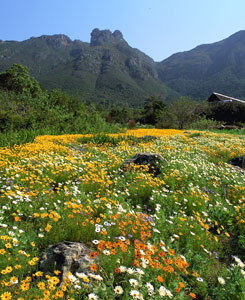 Kirstenbosch Botanical Gardens