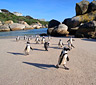 Boulders Beach Penguins